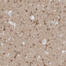 TMEM242 Antibody, Novus Biologicals 0.1mL; Unlabeled:Antibodies, Polyclonal